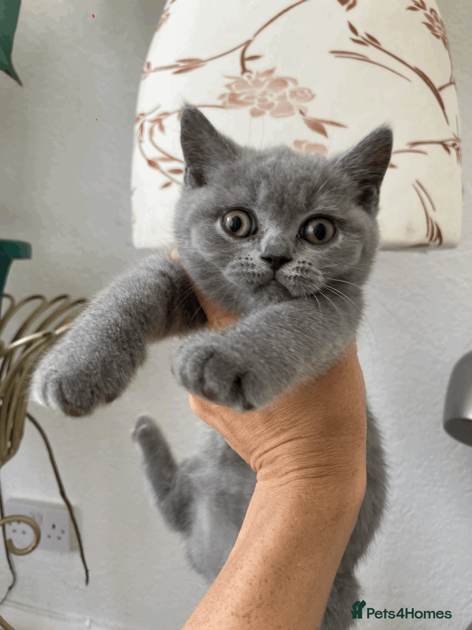 British Shorthair cats Beautiful BSH Kittens/Blue/Lilac/GCCF parents - Advert 2