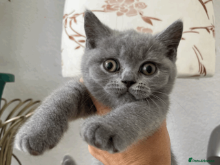 British Shorthair cats Beautiful BSH Kittens/Blue/Lilac/GCCF parents - Advert 2