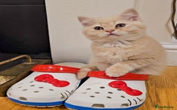 British Shorthair cats for sale: Rare Cream Kitten Ready For New Home - Image 6