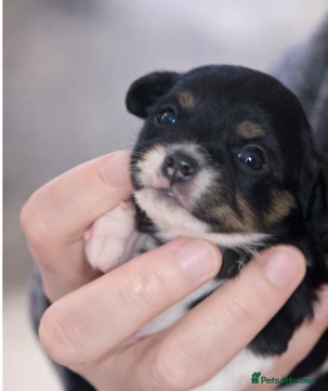 Cavapoo dogs SPRING WAITING LIST TOY CAVAPOO PUPPIES  - Advert 10