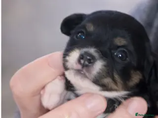 Cavapoo dogs SPRING WAITING LIST TOY CAVAPOO PUPPIES - Advert 10