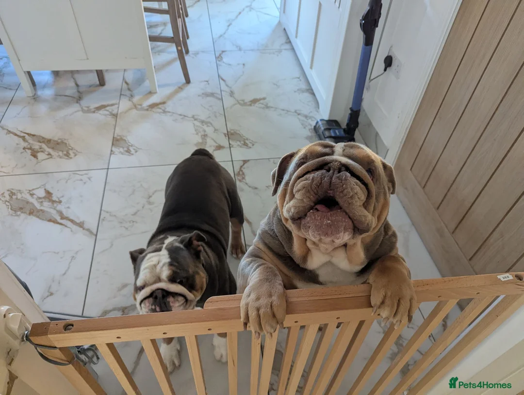 English Bulldog dogs for sale: 2 English bulldog  - Advert 6