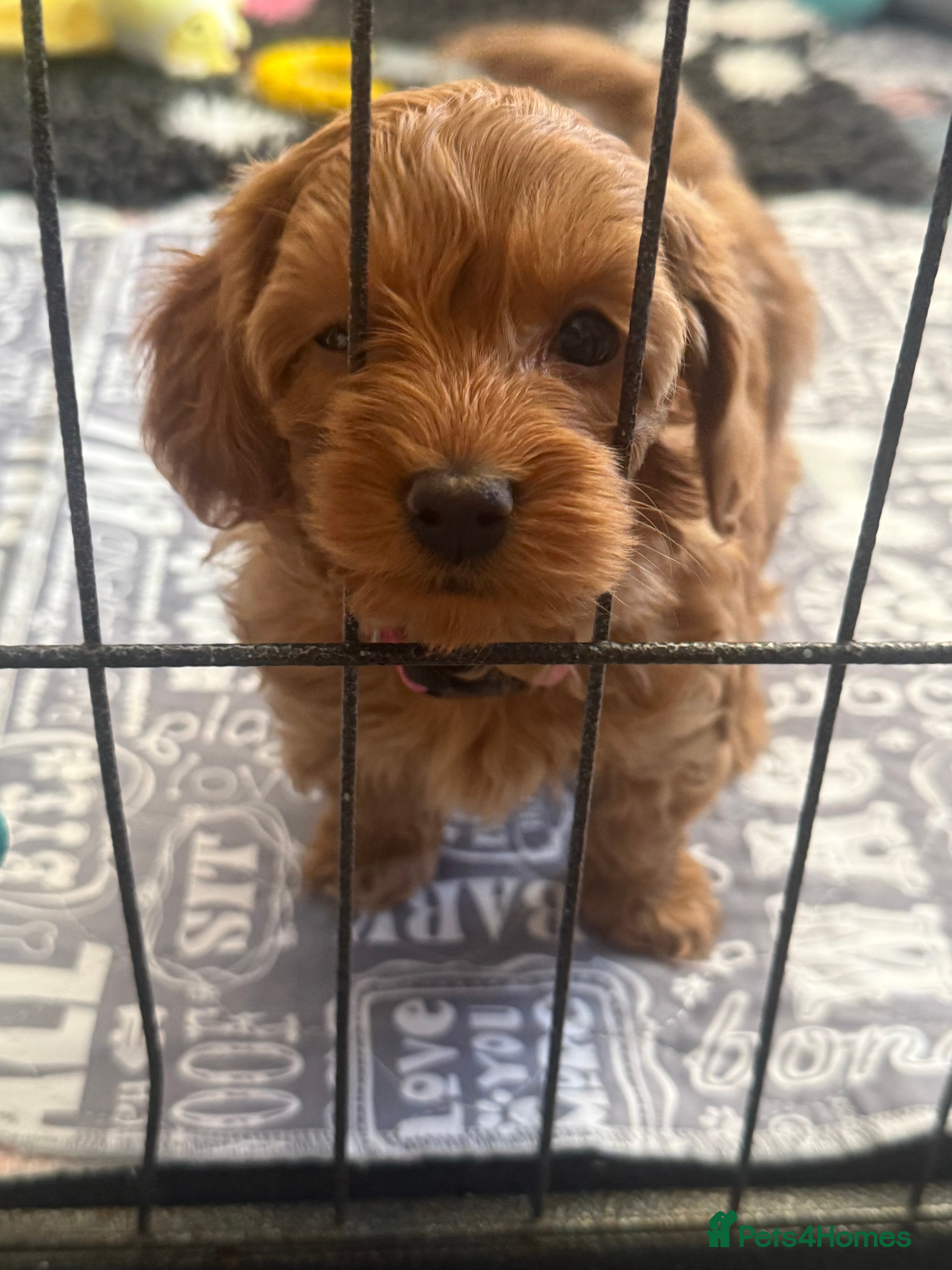 Maltipoo dogs Red maltipoo puppies - Advert 5