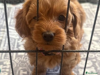 Maltipoo dogs Red maltipoo puppies - Advert 5