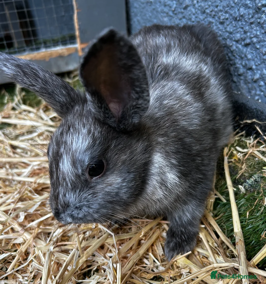 Mixed Breed rabbits for sale: Adorable baby rabbits for sale. Ready now - Advert 1