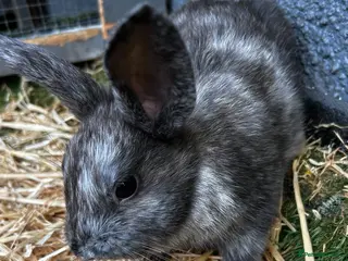 Mixed Breed rabbits Adorable baby rabbits for sale. Ready now - Advert 1