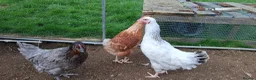 Chickens poultry for sale: Point of lay hens for sale  - Advert 7