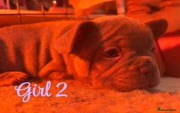 French Bulldog dogs for sale: **READY NOW**French bulldog puppies READY NOW - Image 8