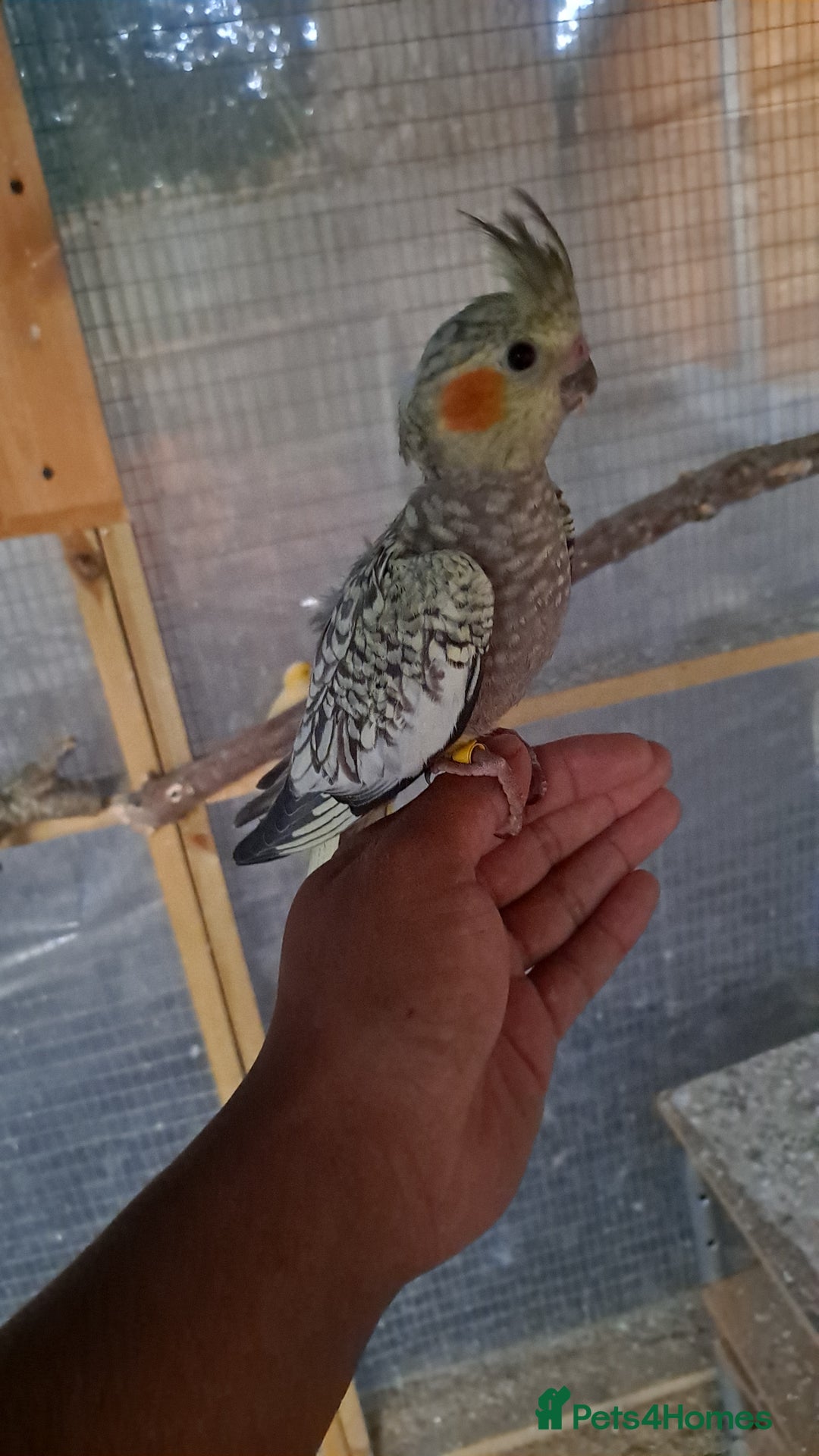 Cockatiels birds for sale: Silly hand tamed baby cockatiels for sale  - Image 2