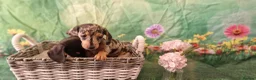 Miniature Dachshund dogs for sale: Stunning smooth haired miniature dacshund - Advert 12
