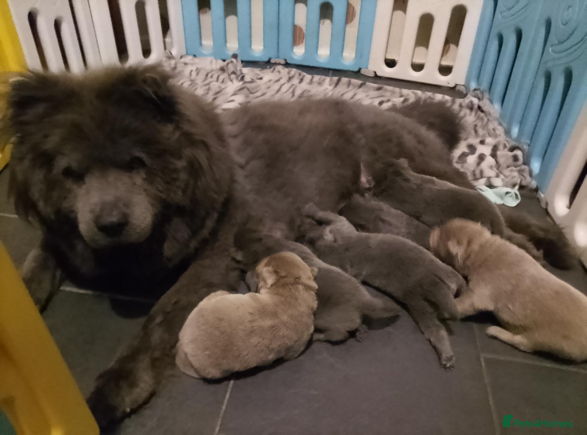 Chow Chow dogs Blue chow chow rare DNA - Advert 1