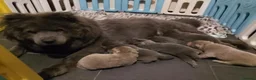 Chow Chow dogs for sale: Blue chow chow rare DNA - Advert 1