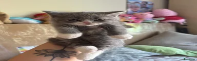 Scottish Fold Kitten 2