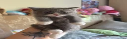 Scottish Fold cats for sale: Beautiful scotish fold  - Advert 4
