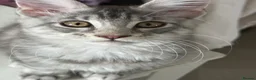 Maine Coon cats for sale: ACTIVE GCCF MAINE COON KITTENS 🐾❤️ - Advert 22