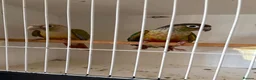 Conures birds for sale: Conures for sale  - Advert 2