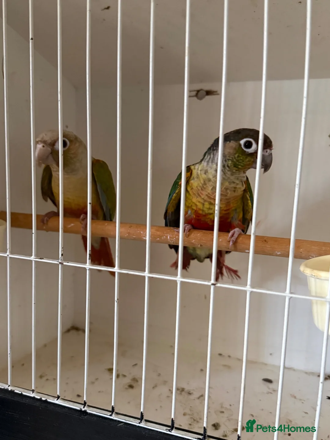 Conures birds for sale: Conures for sale  - Advert 2
