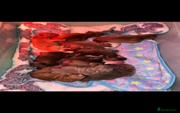 English Bulldog dogs for sale: English Bulldog puppies for sale KC registered  - Image 3