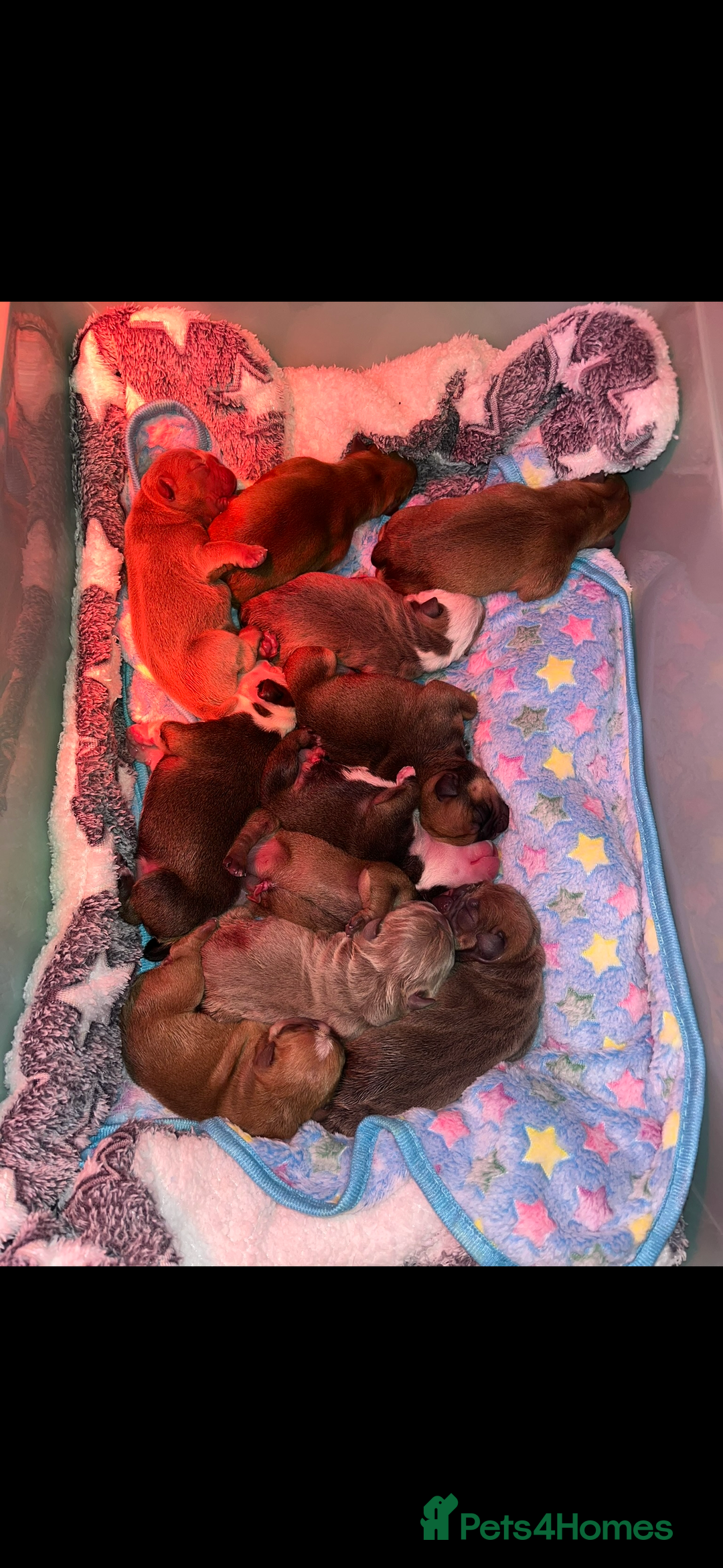 English Bulldog dogs for sale: English Bulldog puppies for sale KC registered  - Image 3