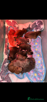 English Bulldog dogs - Advert 9