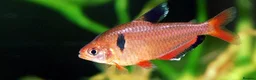Danios fish for sale: Assorted Danios and other fish available - Advert 2