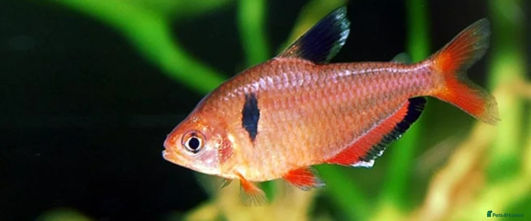 Danios fish for sale: Assorted Danios and other fish available - Advert 2