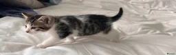 Mixed Breed cats for sale: 3 males, 1 female from loving family home - Advert 13