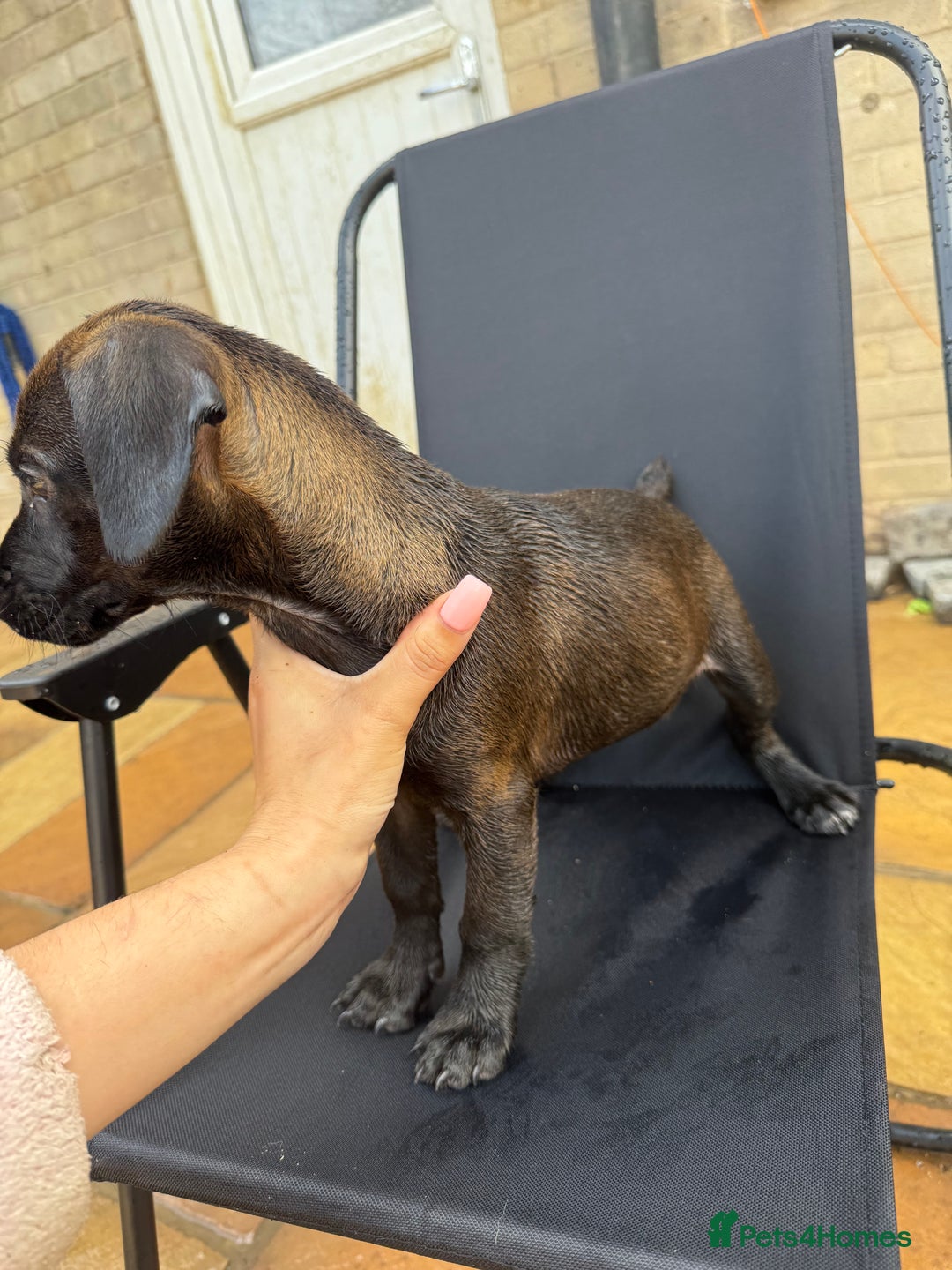 Patterdale Terrier dogs for sale: Female patterdale pup - Image 4