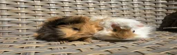 Guinea Pig rodents for sale: 2 Pretty baby long haired female guinea pigs. - Advert 7