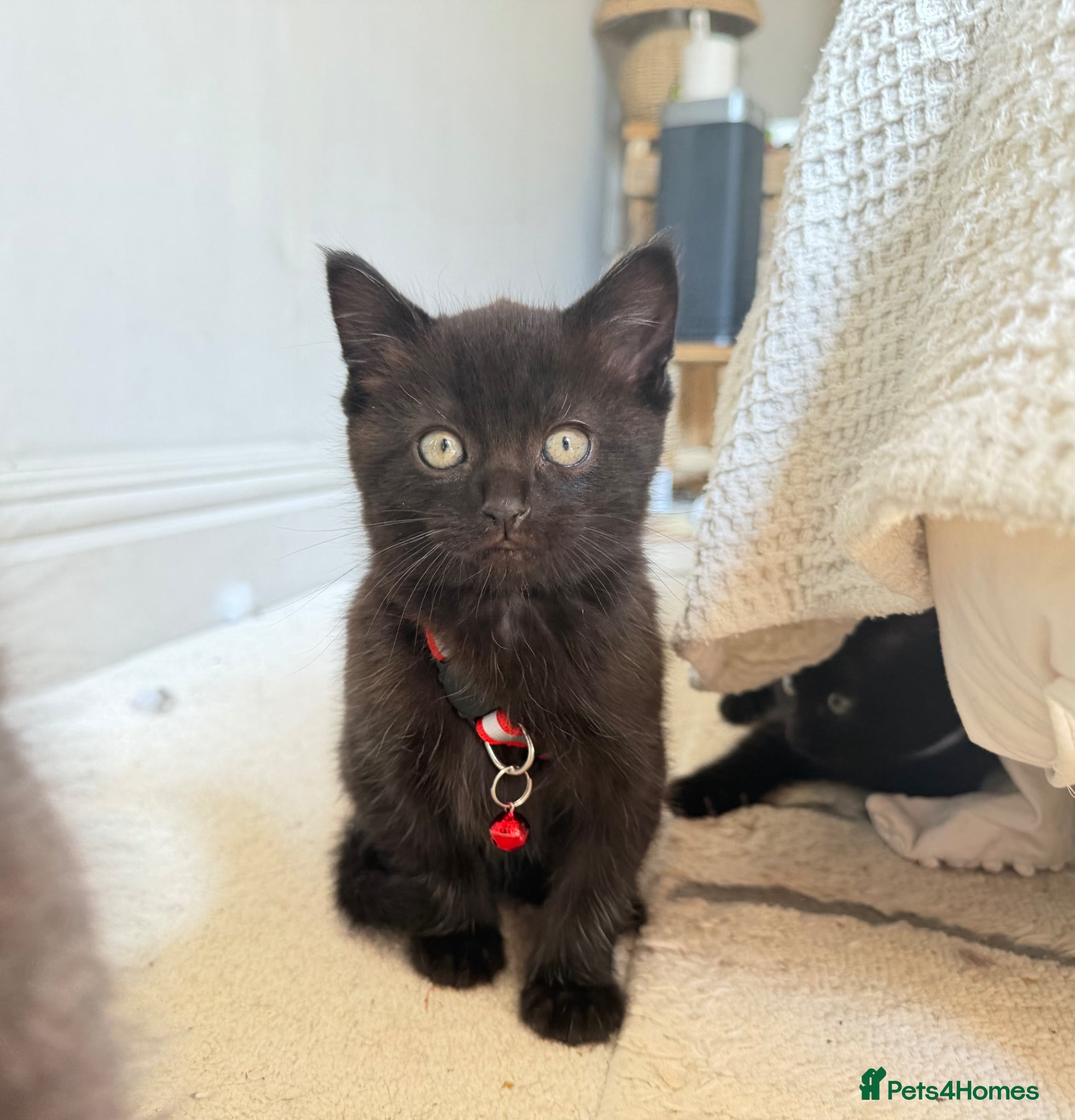 Russian Blue cats for sale: Half Russian Blue Kittens - Advert 5