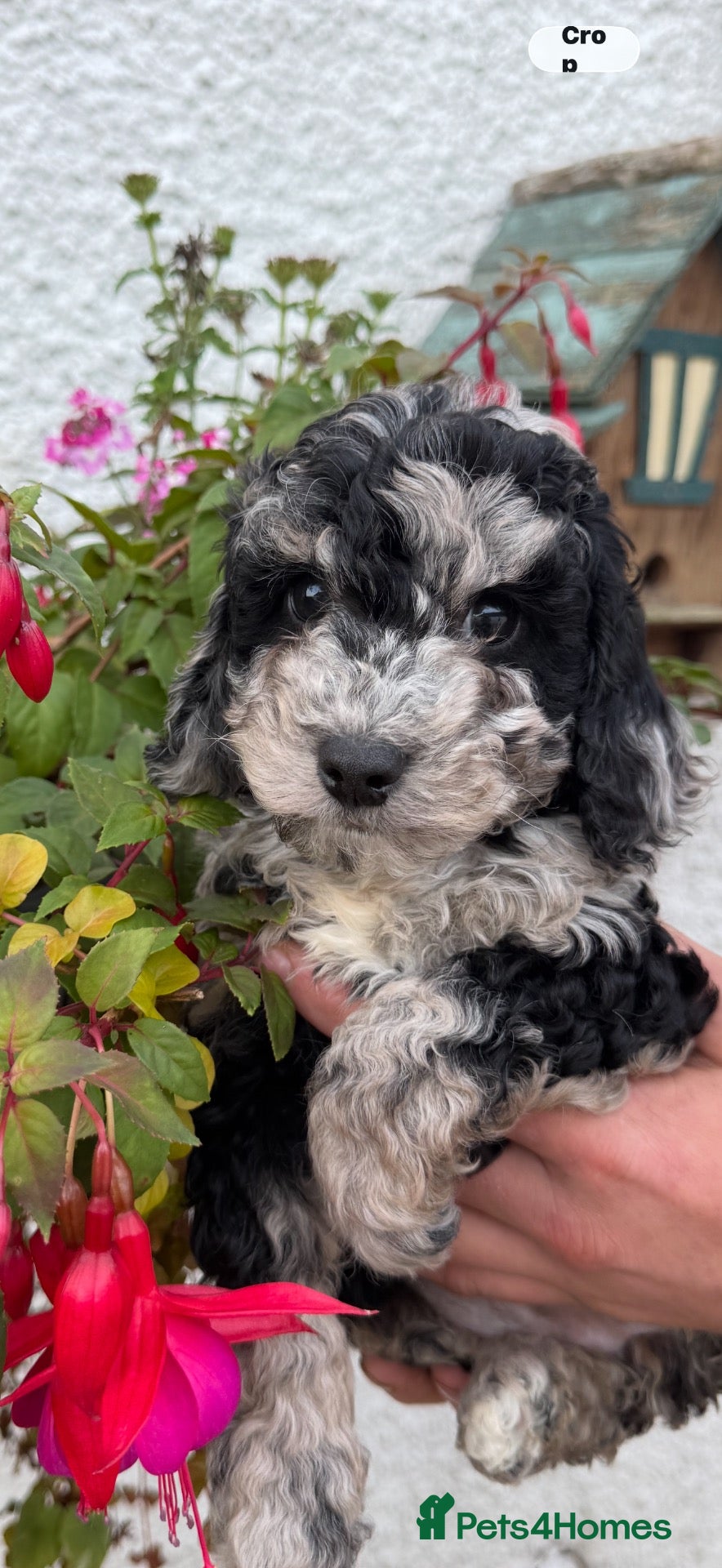 Cockapoo dogs Quality F1B Cockapoos by Licensed Breeder - Advert 8