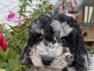 Cockapoo dogs Quality F1B Cockapoos by Licensed Breeder - Advert 8
