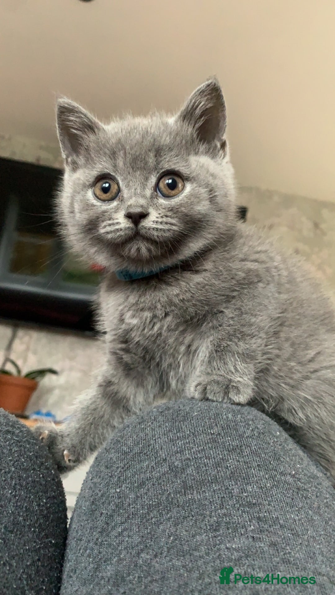 British Shorthair cats for sale: Make British blue  - Advert 2