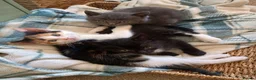 Mixed Breed cats for sale: Tri-coloured female kitten - Advert 9