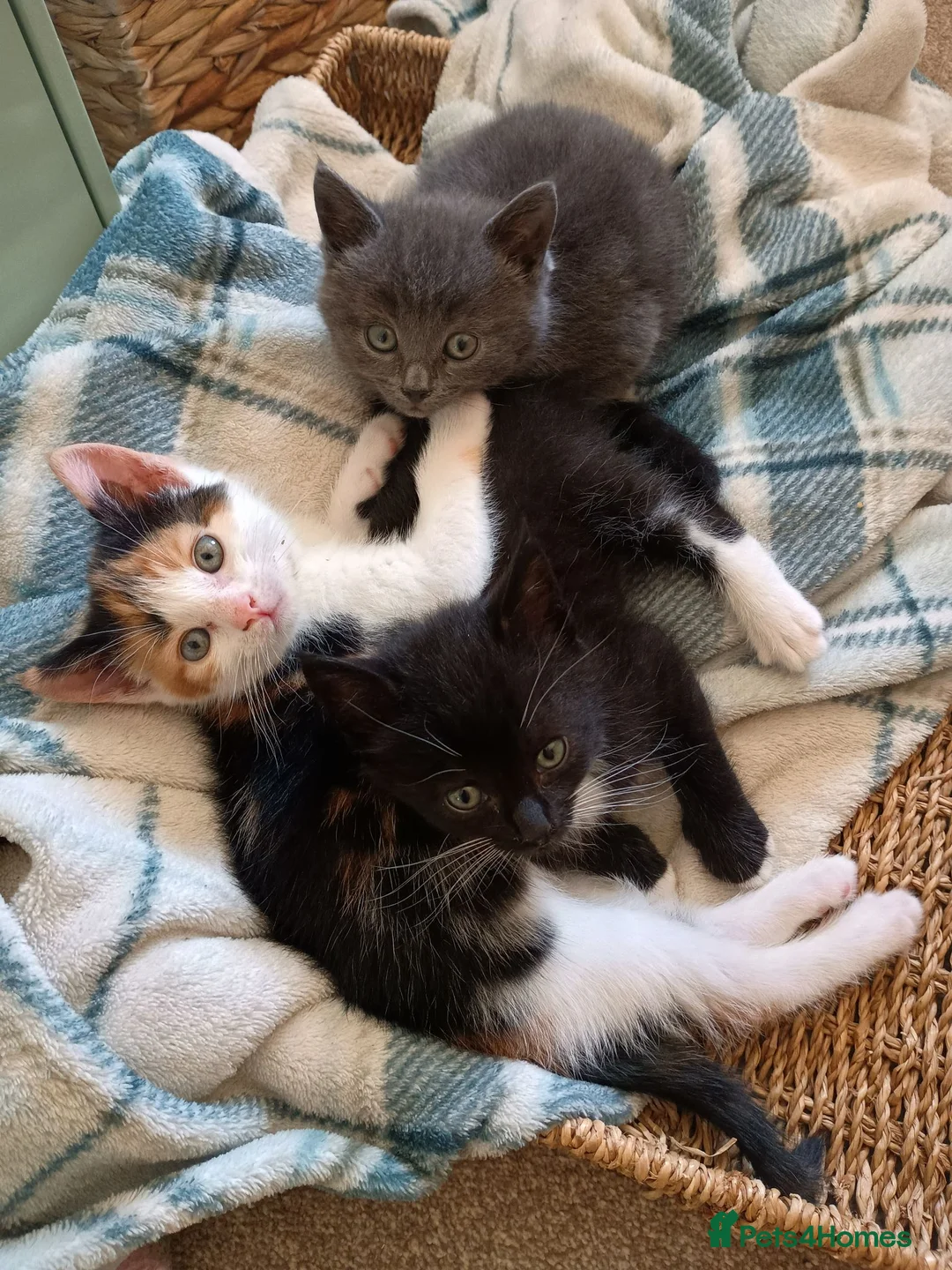 Mixed Breed cats for sale: Tri-coloured female kitten - Advert 9