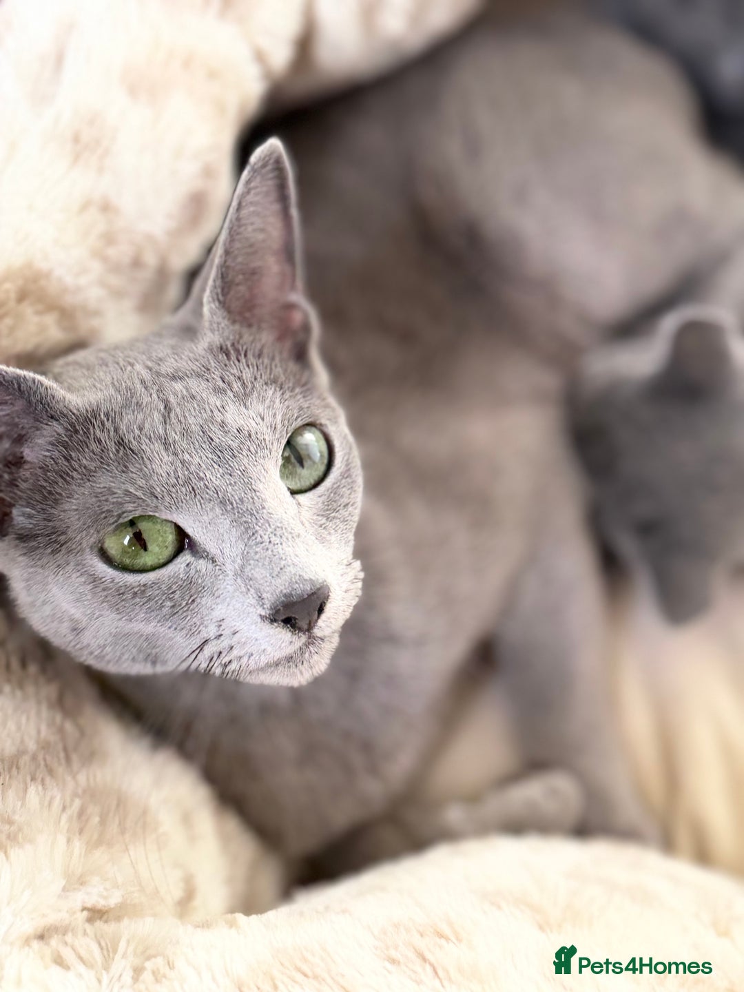 Russian Blue cats for sale: American lines Russian Blue Kittens. - Image 7