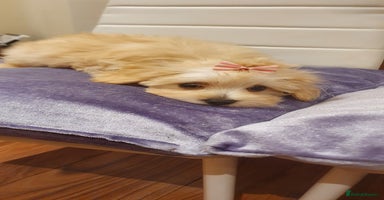 Maltipoo dogs - Advert 1