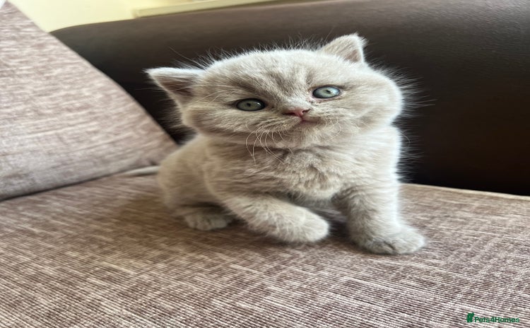 British Shorthair cats - Advert 1