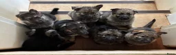 German Shepherd dogs for sale: Beautiful GSD puppies  - Advert 9