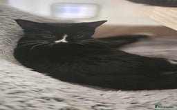 Domestic Shorthair cats for sale: Kittens looking for their forever home 🩷🩵🩷 - Image 6