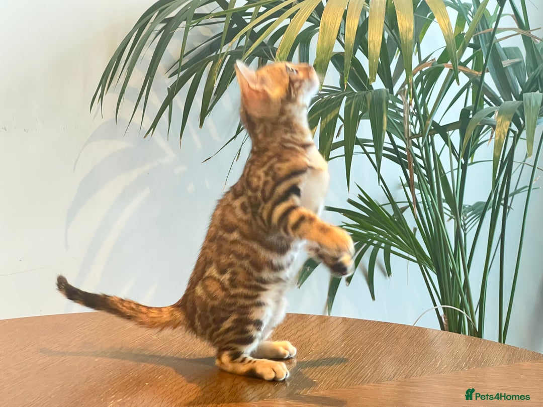 Bengal cats for sale: Stunning Bengal GIRL Kitten, TICA– ready 12/08/25 - Image 4