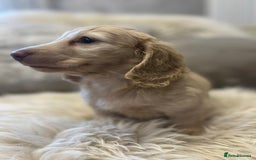 Miniature Dachshund dogs for sale: Longhairedd miniature dachshunds  - Image 17