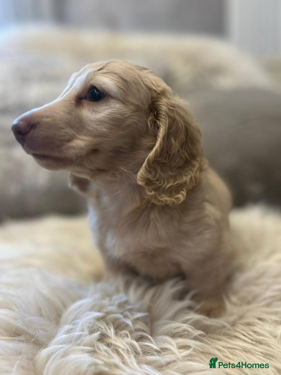 Miniature Dachshund dogs for sale: Longhairedd miniature dachshunds  - Image 17