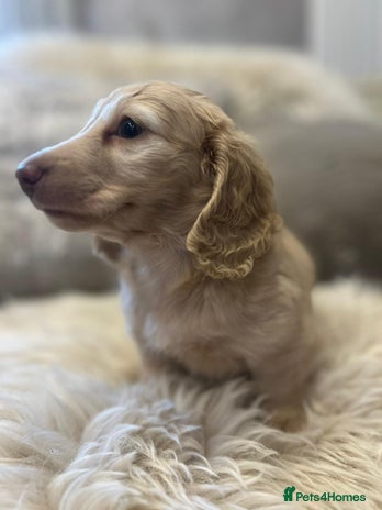 Miniature Dachshund dogs - Advert 8