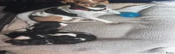 Jack Russell dogs for sale: Jack Russell pups for sale - Advert 2