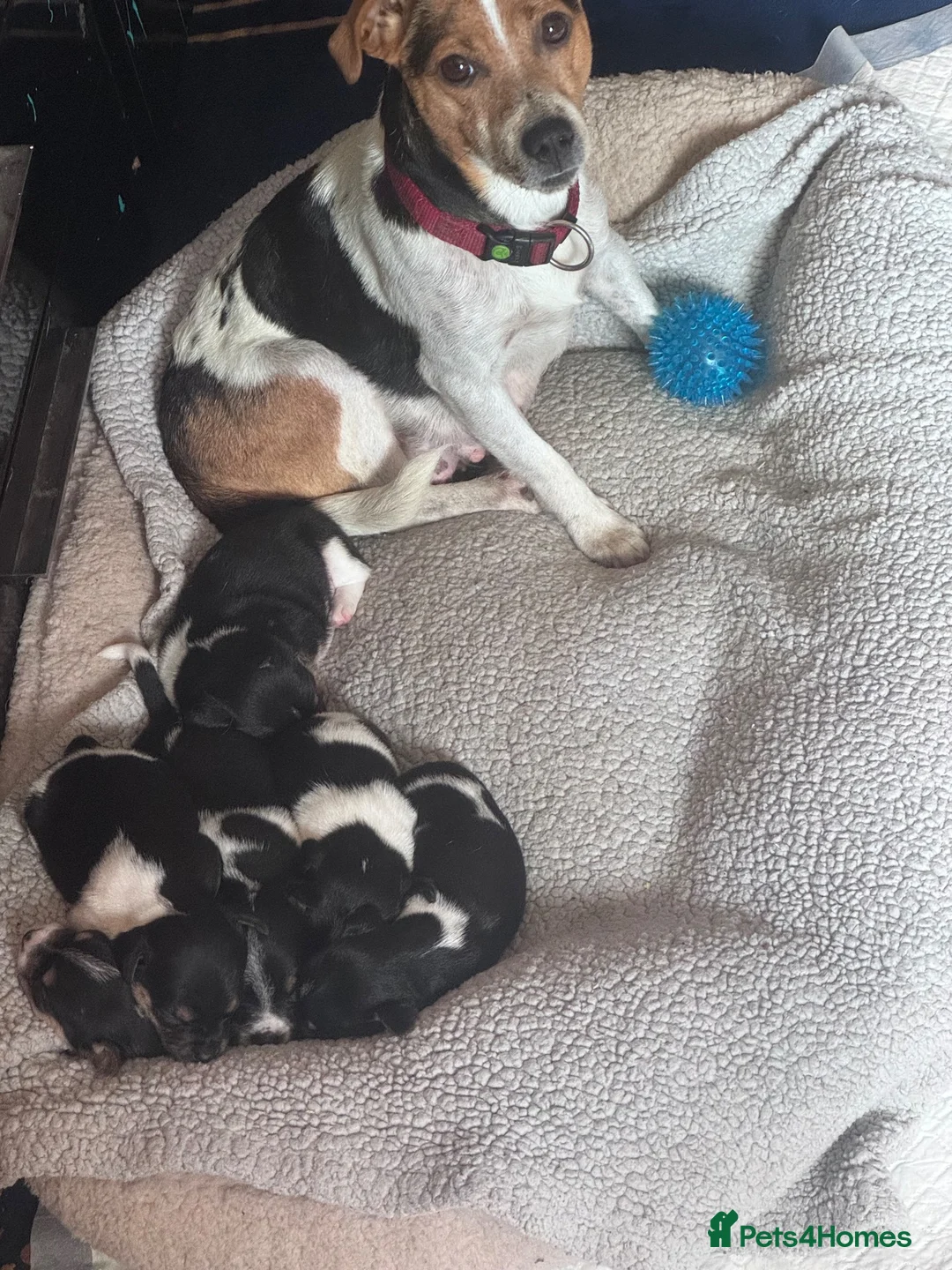 Jack Russell dogs for sale: Jack Russell pups for sale - Advert 2