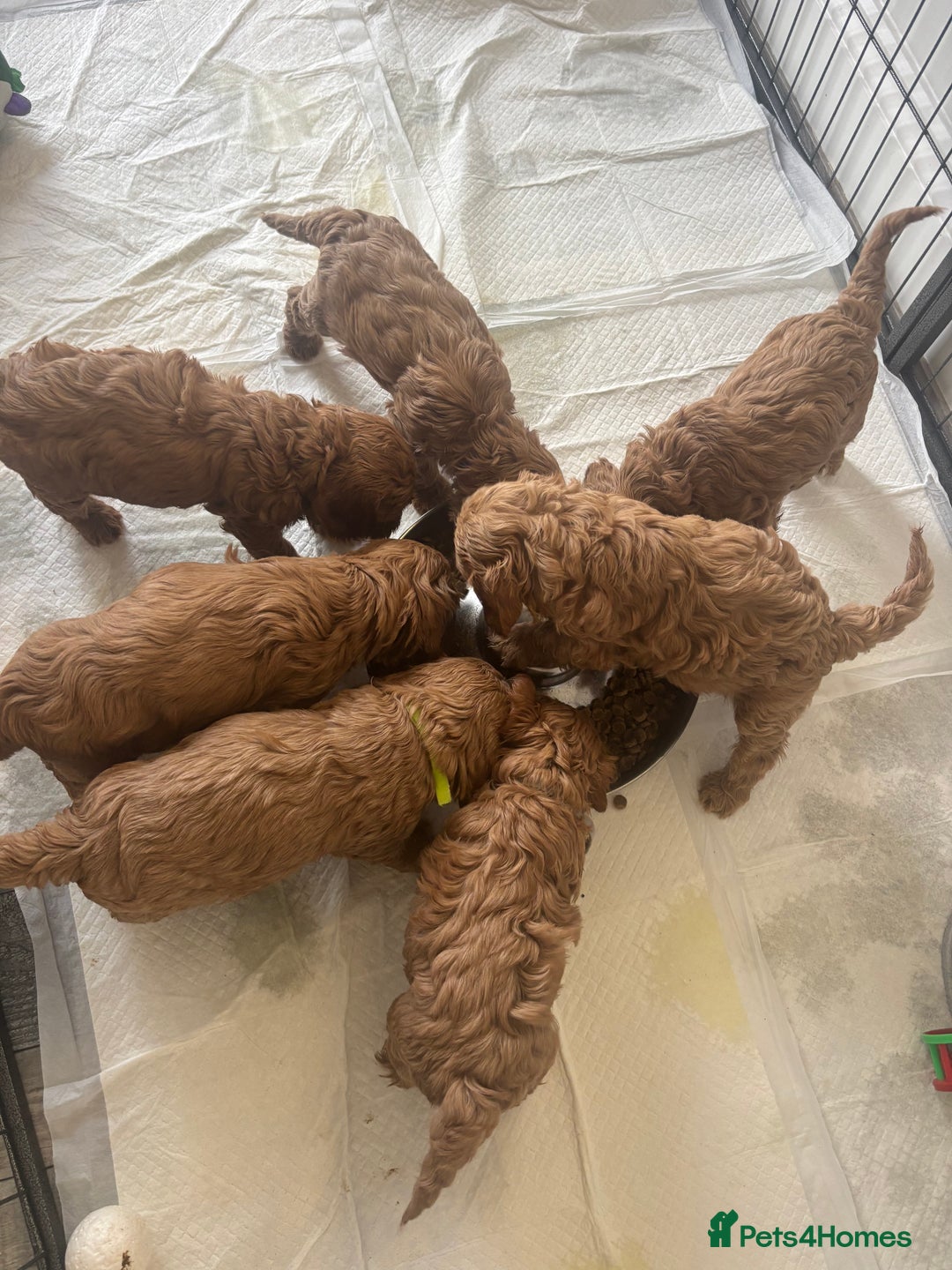 Cockapoo dogs for sale: Red fox mini Cockapoo puppies in Alfreton - Image 5