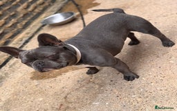 French Bulldog dogs for sale: French bulldog - Image 2