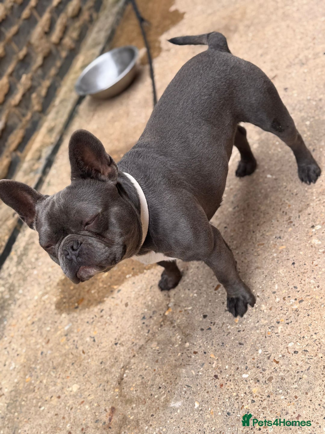 French Bulldog dogs for sale: French bulldog - Image 2