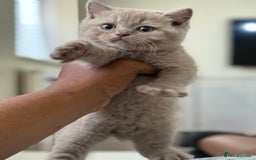 British Shorthair cats for sale: British shorthair/British longhair kittens 🐾  - Image 11